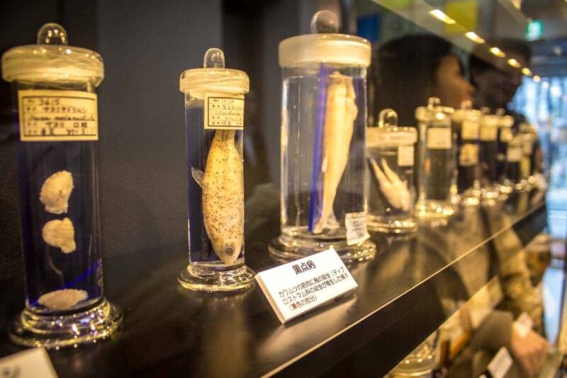 meguro parasite museum Musei strani: i più curiosi di tutto il mondo