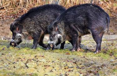 caccia al cinghiale