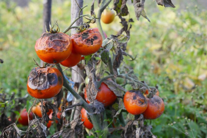 Peronospora del pomodoro