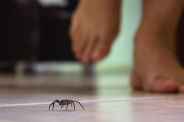 eliminare ragni in casa