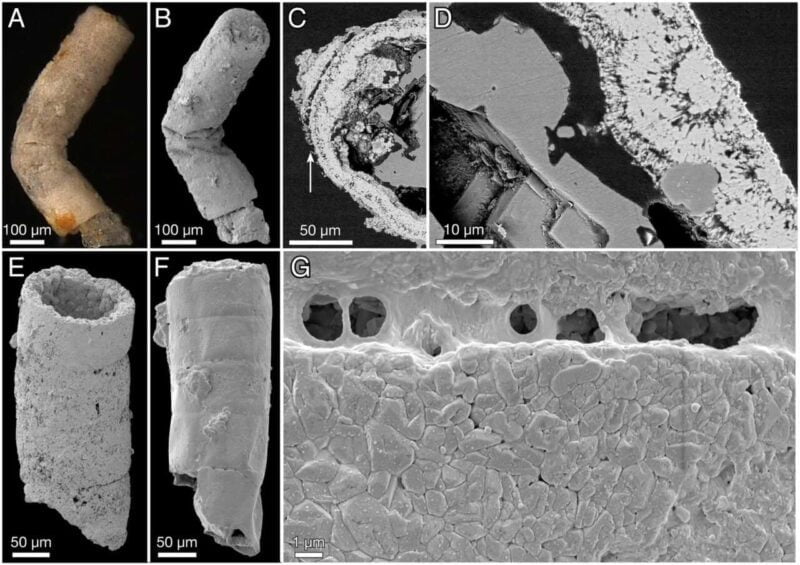 il fossile vegetale più antico del mondo