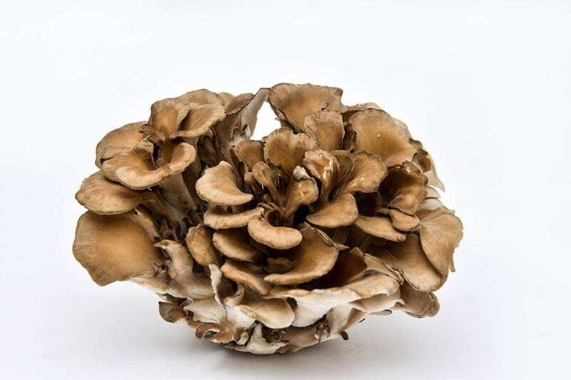 Maitake fungo