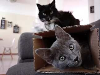 scatola per creare giochi per gatti