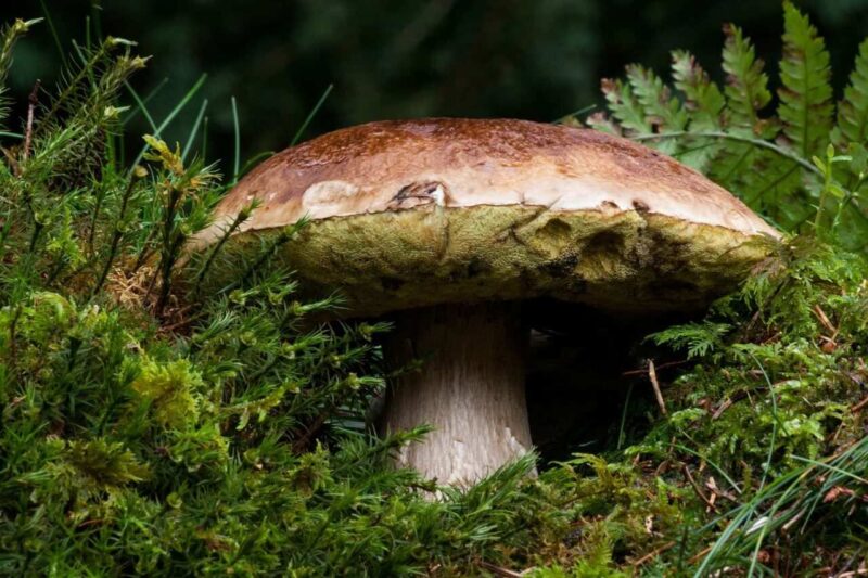 Speciale Funghi consigli su come trovarli e cucinarli ...