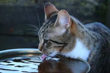 rinfrescare il gatto d'estate