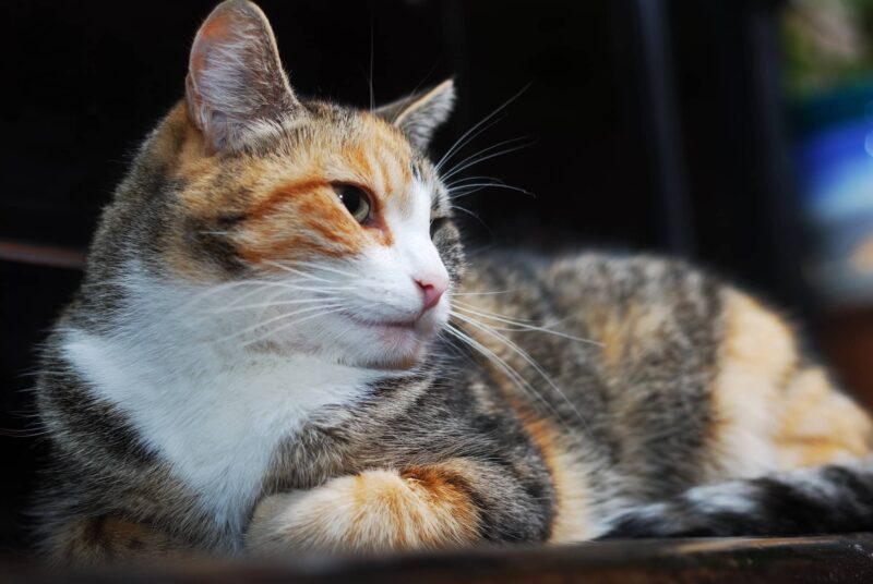 gatto tricolore femmina